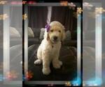 Small Photo #19 Sheepadoodle Puppy For Sale in RIALTO, CA, USA