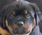 Small #13 Rottweiler