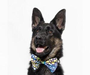 German Shepherd Dog Dogs for adoption in Santa Maria, CA, USA