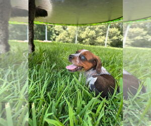 Beagle Dogs for adoption in Cromwell, KY, USA
