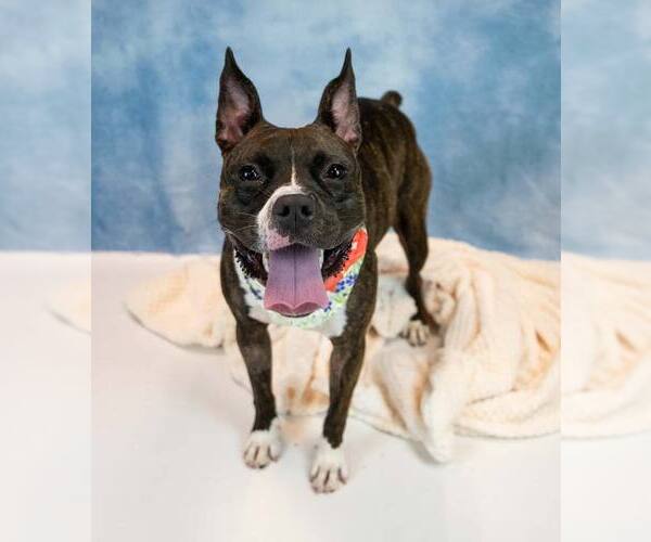 Medium Photo #6 Bull-Boxer Puppy For Sale in Kennesaw, GA, USA