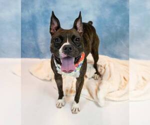 Rockette - Female Bull-Boxer Dog for Adoption - Photo #6