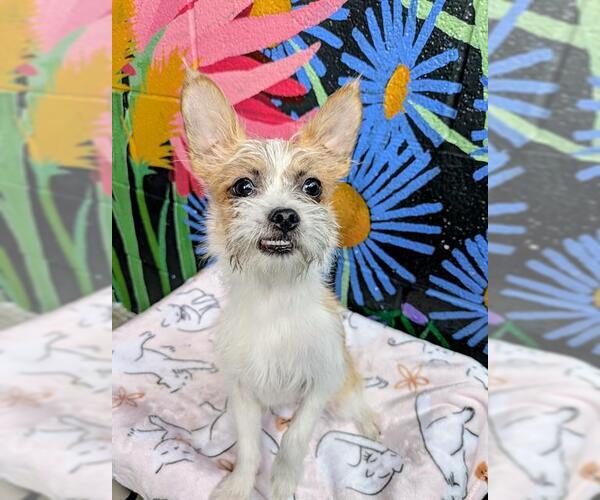 Medium Photo #1 Chussel Puppy For Sale in Frisco, CO, USA