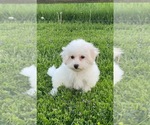 Small #1 Bichon Frise