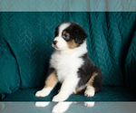Small #3 Australian Shepherd
