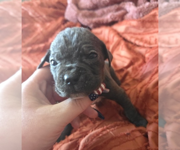 Medium Photo #33 Cane Corso Puppy For Sale in HENRY, VA, USA