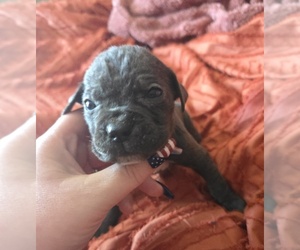 Medium Cane Corso