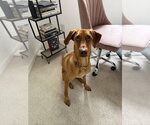Bella (Roo) - Female Mutt Dog for Adoption - Small photo