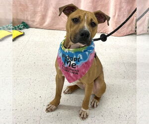 Mutt Dogs for adoption in McCormick, SC, USA