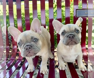 French Bulldog Puppy for sale in SPRING BRANCH, TX, USA