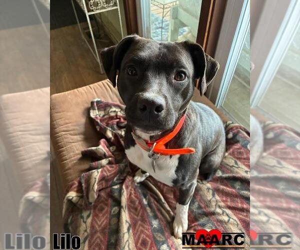 Medium Photo #1 Mutt Puppy For Sale in Maryville, TN, USA