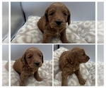 Puppy Orange Girl Goldendoodle mix (+ Poodle Miniature)