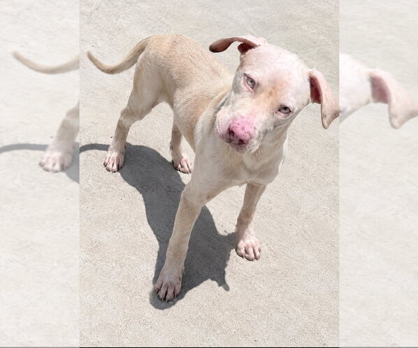 Medium Photo #20 American Pit Bull Terrier-Unknown Mix Puppy For Sale in New York, NY, USA