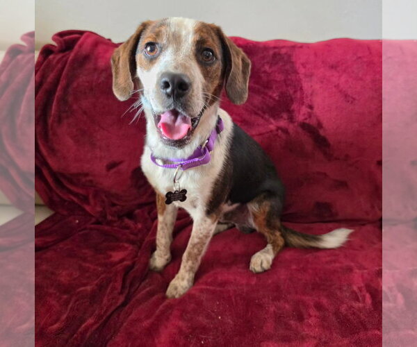 Medium Photo #5 Beagle-Unknown Mix Puppy For Sale in Las Vegas, NV, USA
