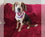 Small #4 Beagle Mix