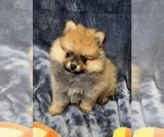 Small Photo #9 Pomeranian Puppy For Sale in SILEX, MO, USA