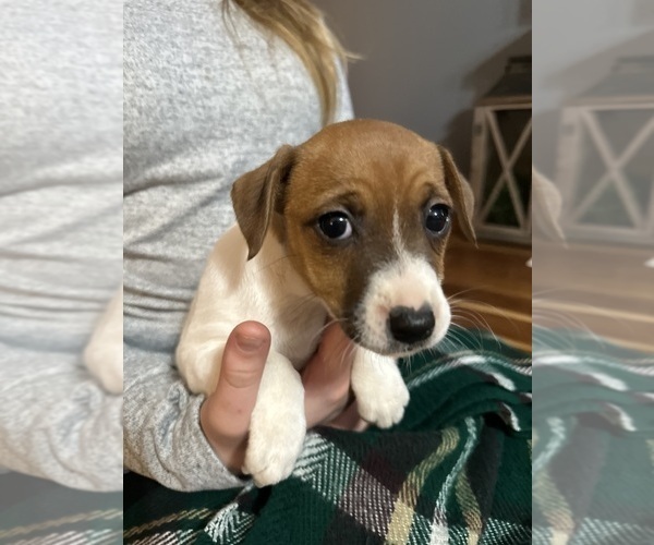 Medium Photo #11 Jack Russell Terrier Puppy For Sale in CANNON FALLS, MN, USA