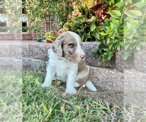 Medium Photo #1 Aussiedoodle Puppy For Sale in THREE RIVERS, TX, USA