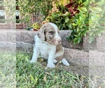 Small Photo #1 Aussiedoodle Puppy For Sale in THREE RIVERS, TX, USA