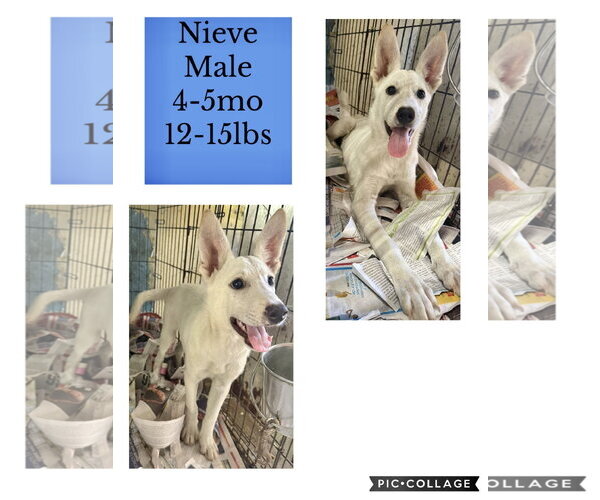 Medium Photo #10 Siberian Husky-Unknown Mix Puppy For Sale in Virginia Beach, VA, USA
