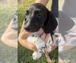 Small #2 Dachshund