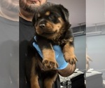 Small #4 Rottweiler