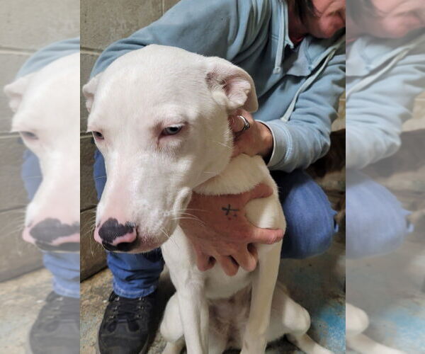 Medium Photo #1 Australian Shepherd-Unknown Mix Puppy For Sale in Linton, IN, USA