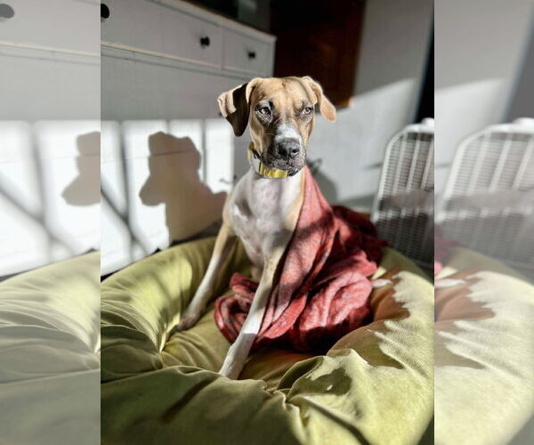 Medium Photo #4 Black Mouth Cur-Unknown Mix Puppy For Sale in Clinton , MI, USA