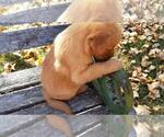Small Photo #8 Golden Retriever Puppy For Sale in LEON, KS, USA