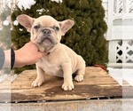 Small #3 French Bulldog
