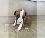 Small Photo #17 Boxer Puppy For Sale in LUCERNE VALLEY, CA, USA