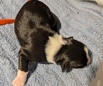 Small Photo #34 Australian Shepherd Puppy For Sale in SYLVA, NC, USA
