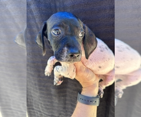 Medium Photo #1 German Shorthaired Pointer Puppy For Sale in GREENVILLE, SC, USA
