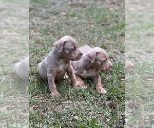 American Pit Bull Terrier Puppy for sale in CITRONELLE, AL, USA