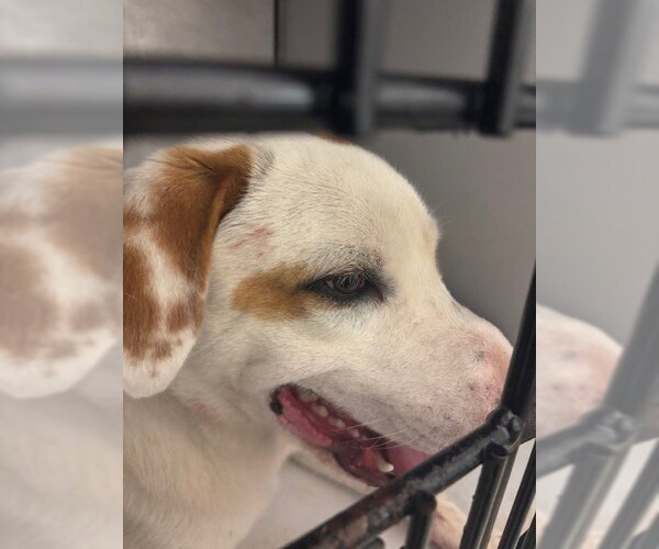 Medium Photo #1 Mutt Puppy For Sale in Sanford, FL, USA