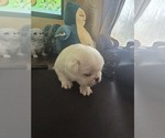 Small Photo #2 Pug Puppy For Sale in NEW IPSWICH, NH, USA