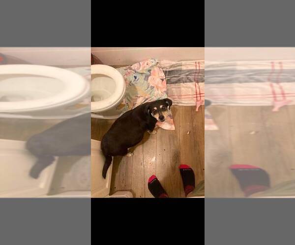 Medium Photo #1 Doxie-Pin Puppy For Sale in Calgary, Alberta, Canada