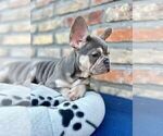 Small #16 French Bulldog
