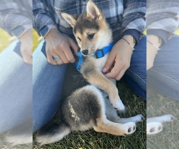 Medium Photo #3 Shiba Inu Puppy For Sale in COLORADO SPRINGS, CO, USA
