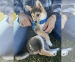 Small Photo #3 Shiba Inu Puppy For Sale in COLORADO SPRINGS, CO, USA