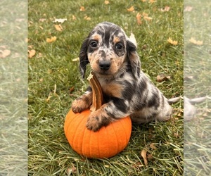 Dachshund Puppy for sale in MIDDLEBURY, IN, USA