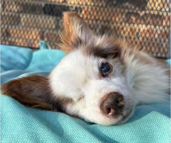 Medium Photo #3 Chihuahua-Unknown Mix Puppy For Sale in Boonton, NJ, USA