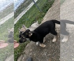 Small Photo #7 German Shepherd Dog Puppy For Sale in SUNRISE BEACH, MO, USA