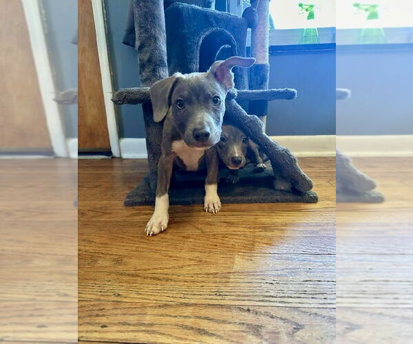 Medium Photo #36 American Pit Bull Terrier-Chihuahua Mix Puppy For Sale in Germantown, OH, USA