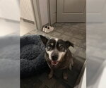 Small #8 Mutt