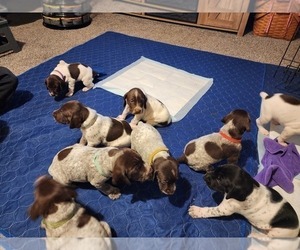 German Shorthaired Pointer Puppy for sale in GIVEN, WV, USA