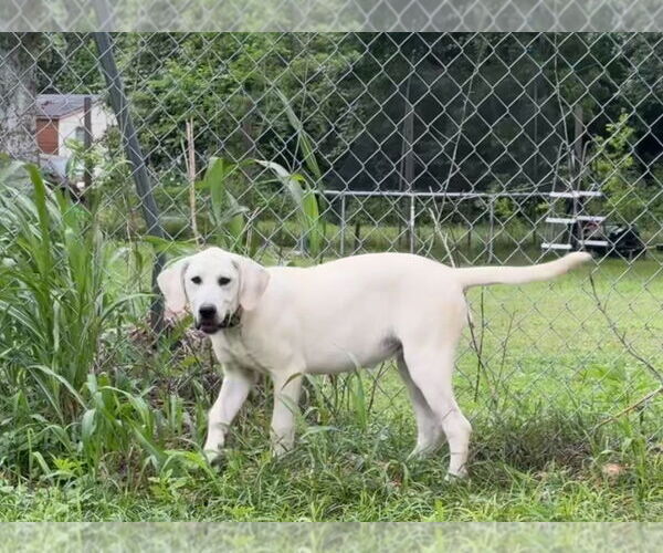 Medium Photo #32 Anatolian Shepherd-Labrador Retriever Mix Puppy For Sale in Higley, AZ, USA
