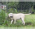 Small #31 Anatolian Shepherd-Labrador Retriever Mix