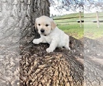 Small Photo #3 Golden Retriever Puppy For Sale in KETTLE FALLS, WA, USA