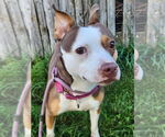 Small #8 Staffordshire Bull Terrier Mix